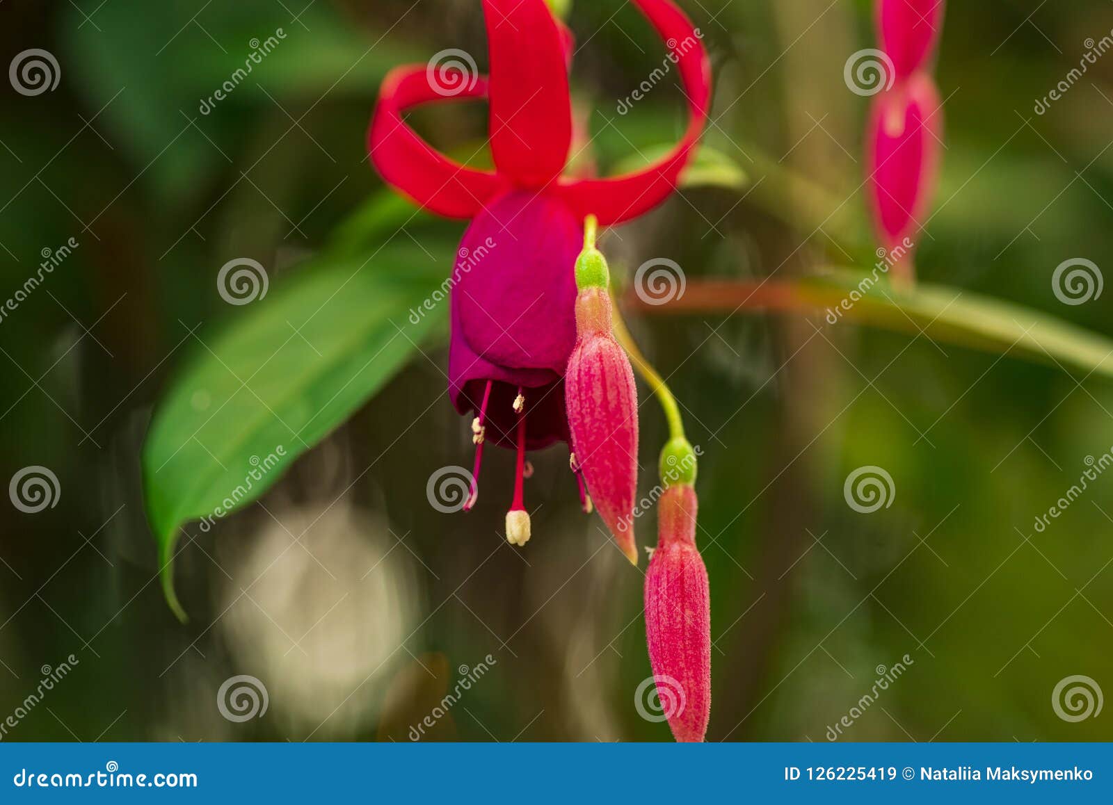 Hanging Fuchsia Flowers In The Gardenfuchsia Magellanica Flower Stock