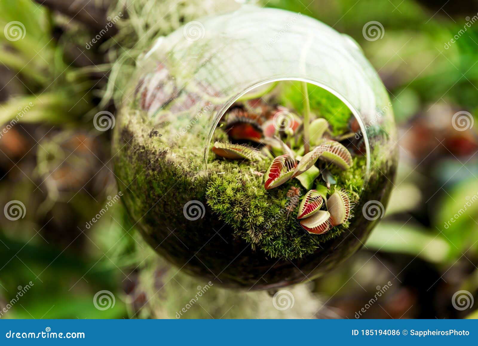 hanging glass globe terrarium with tropical carnivorous plants