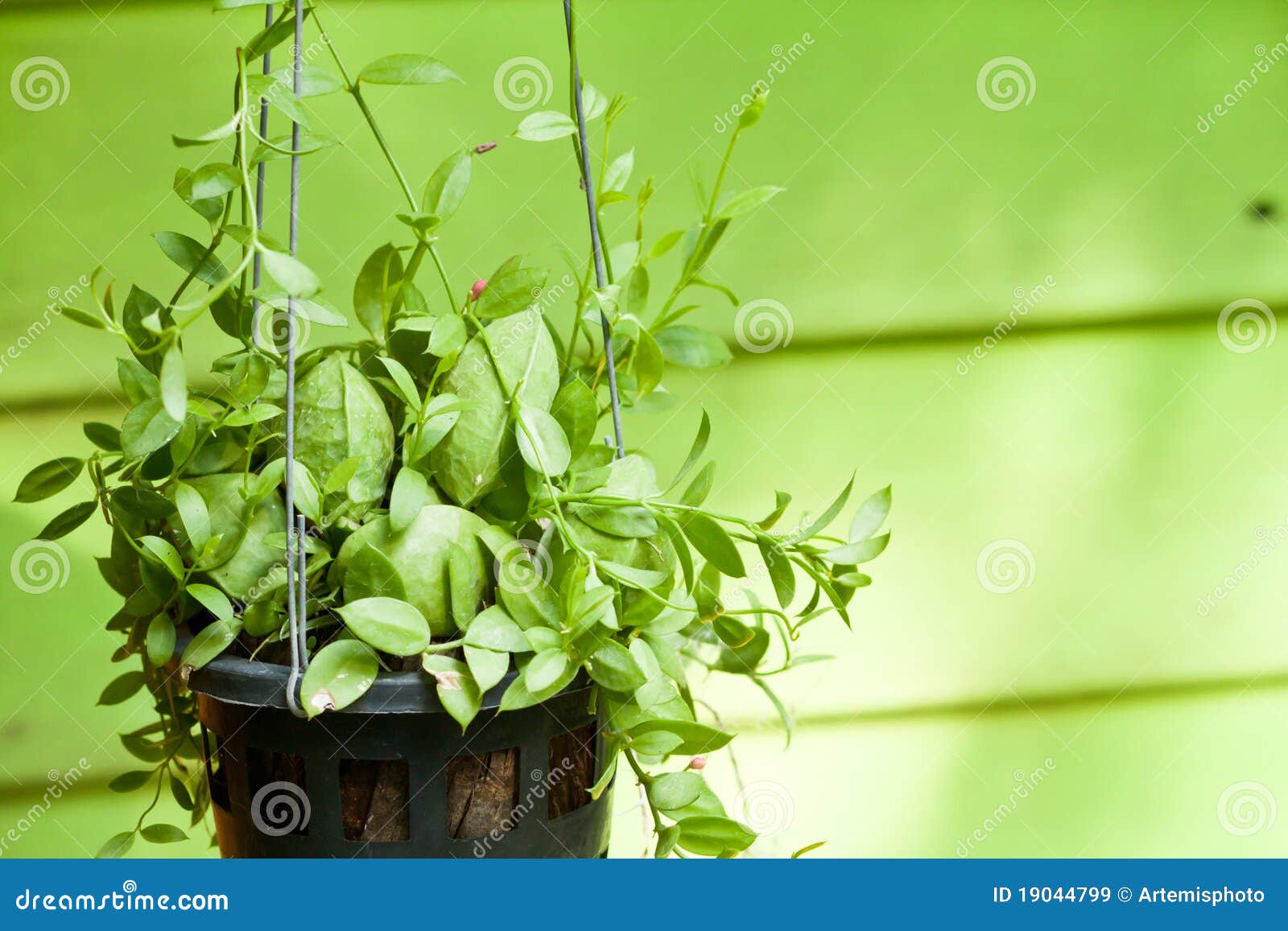 Hanging green plant stock image. Image of blossom, botany 19044799