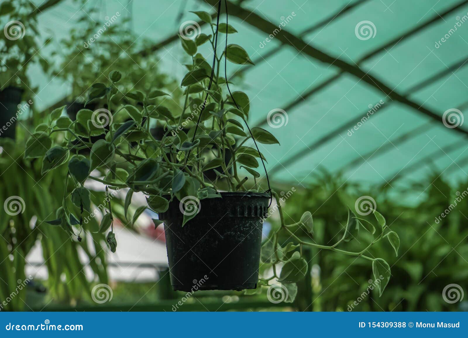 Hanging Green Plant Growing on Nursery Stock Photo Image of blooming, bloom 154309388