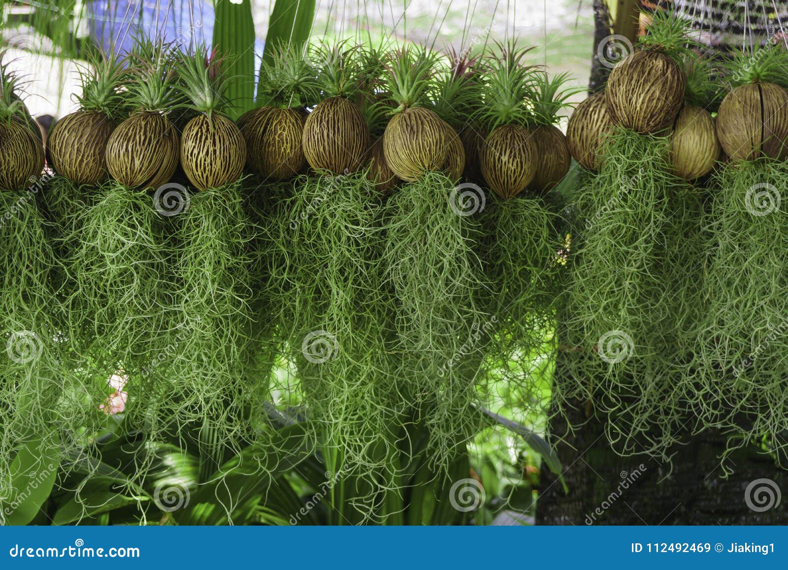 Hanging Spanish Moss in Garden Design Stock Image - Image of summer ...