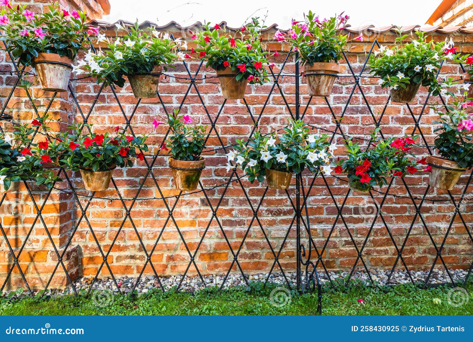 Hanging Herb Garden on the Brick Wall Background Stock Image Image of