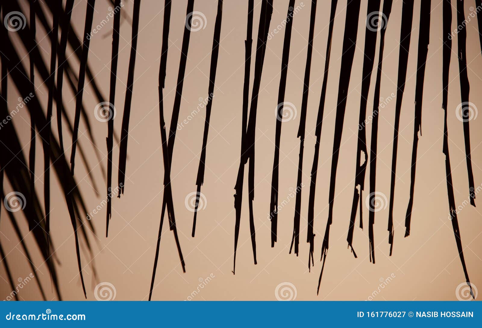 Hanging Leaves of Palm Tree with Dark Sky Background Stock Image