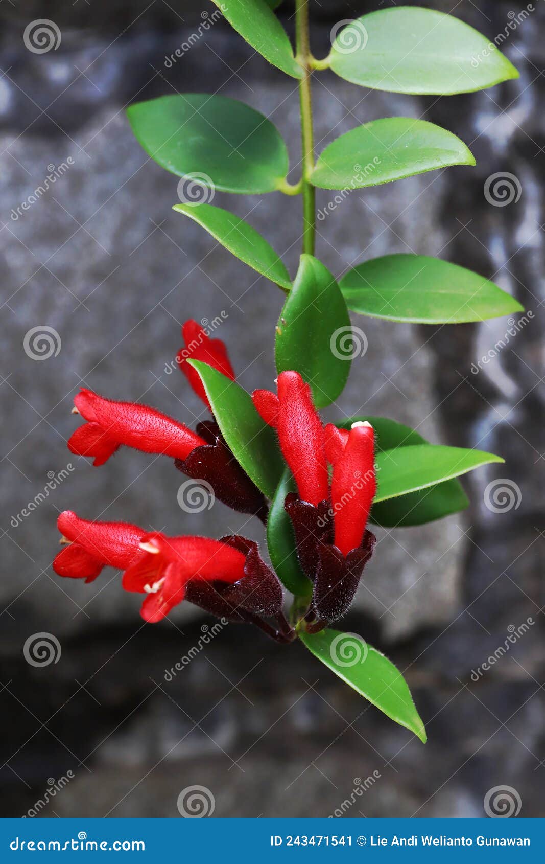 Hanging Lipstick Plant Flowers Stock Image Image of hanging, garden