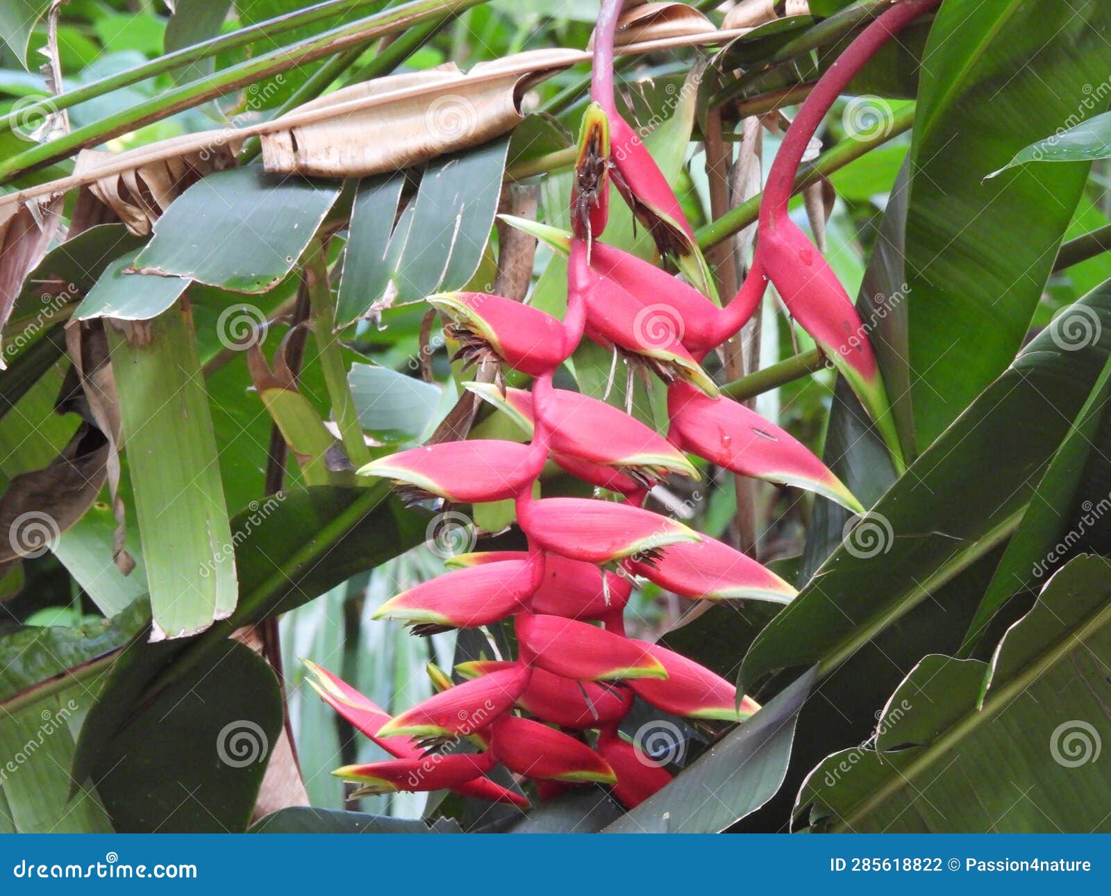 Hanging Lobster Claws (Heliconia Rostrata) Stock Photo Image of bracts, claws 285618822