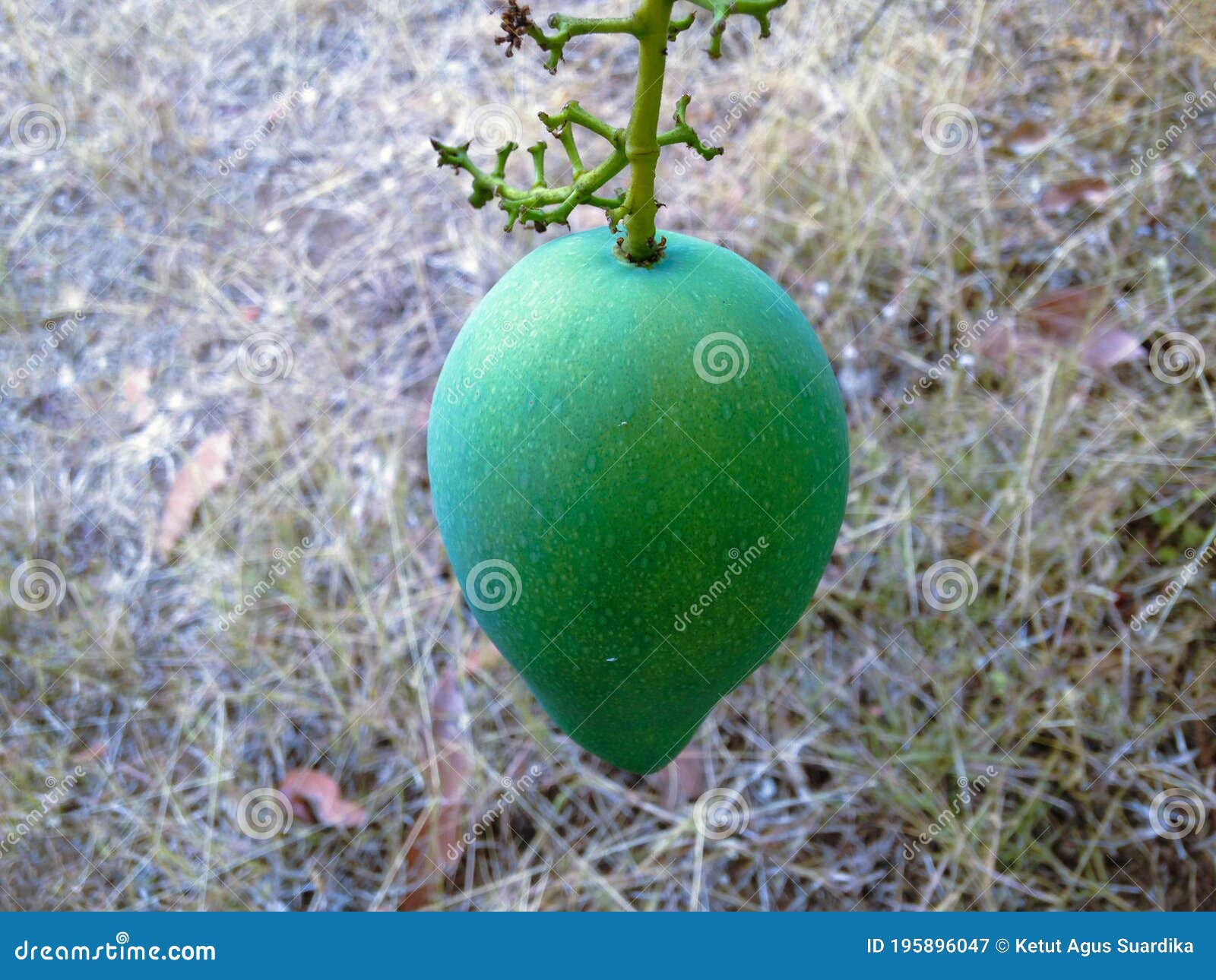 Hanging Mango Fruit and Stalk of Mangifera Indica on Dry Grass Stock