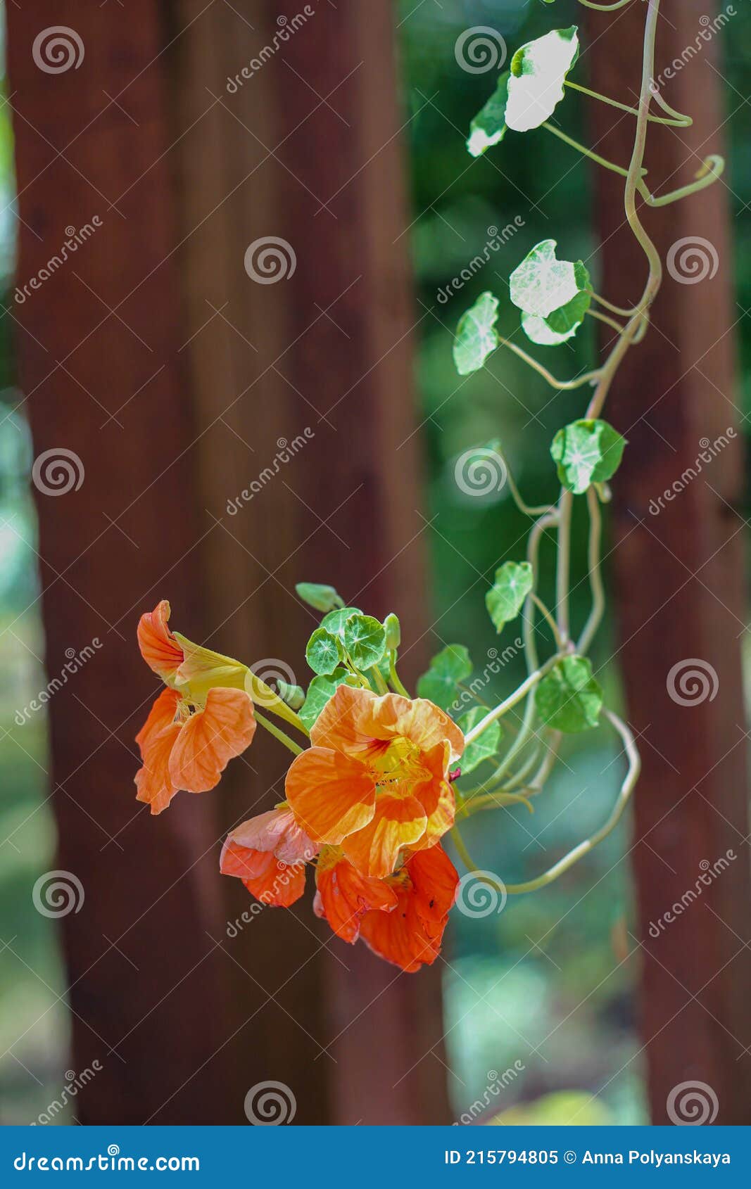 Hanging Nasturtiums stock image. Image of petal, branch 215794805