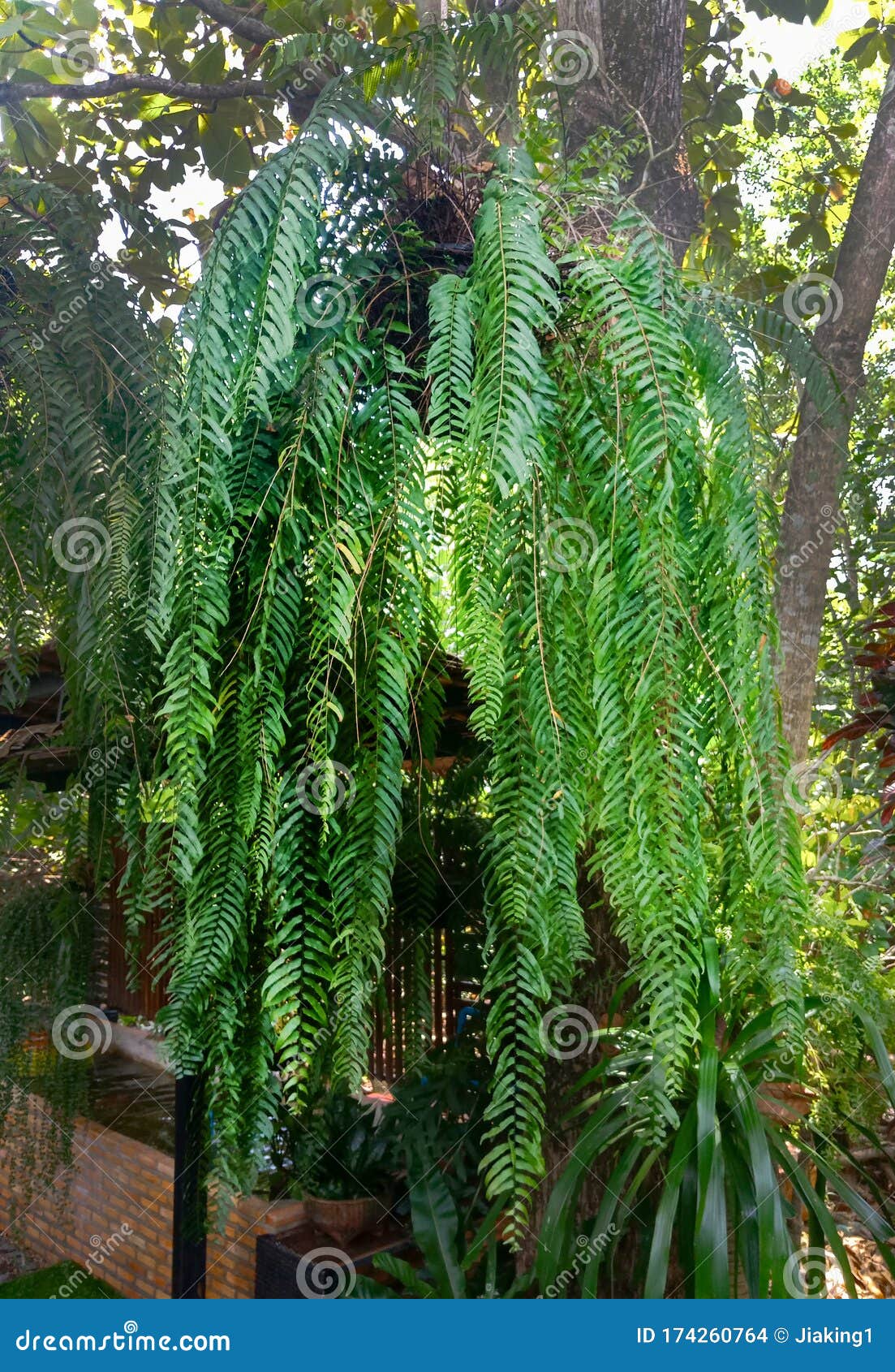 hanging nephrolepis cordifolia fern in thailand