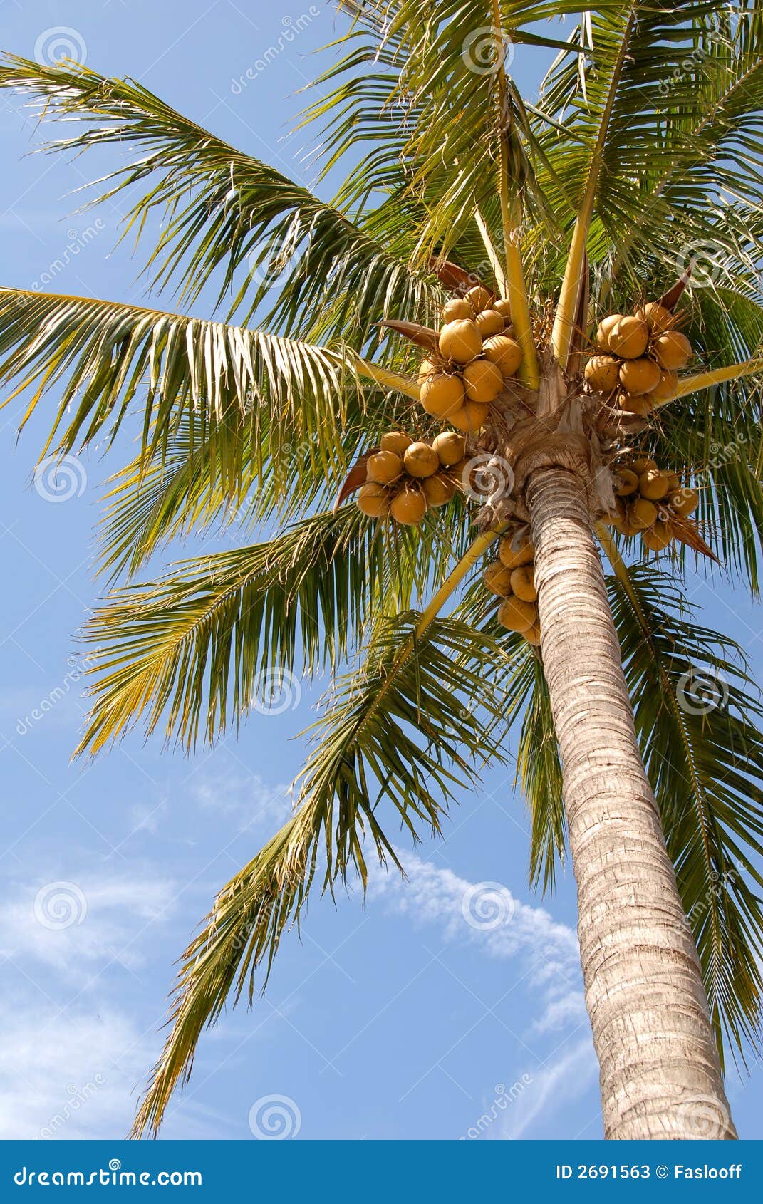 Hanging nuts stock image. Image of tree, vacation, outdoor - 2691563