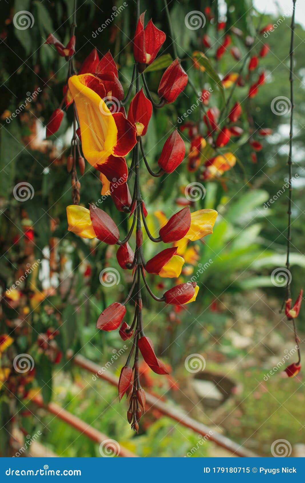 A hanging orchid flowers stock image. Image of beautiful - 179180715