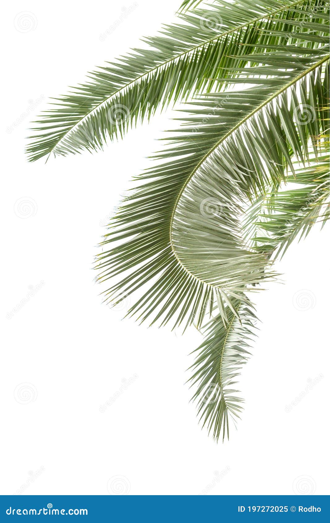 Hanging Palm Leaves Isolated on the White Background Stock Image