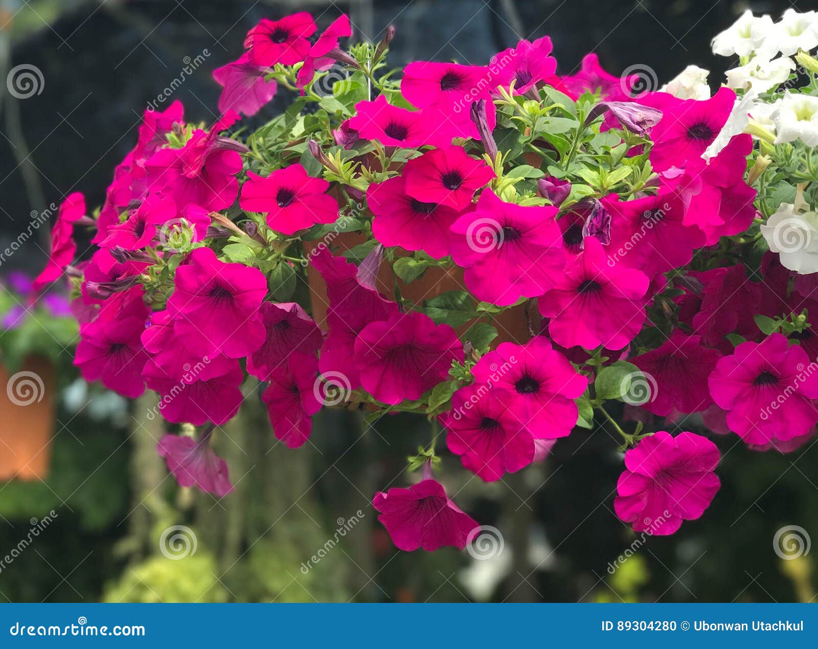 Hanging Pot of Pink Petunia Stock Photo - Image of colorful, beautiful ...