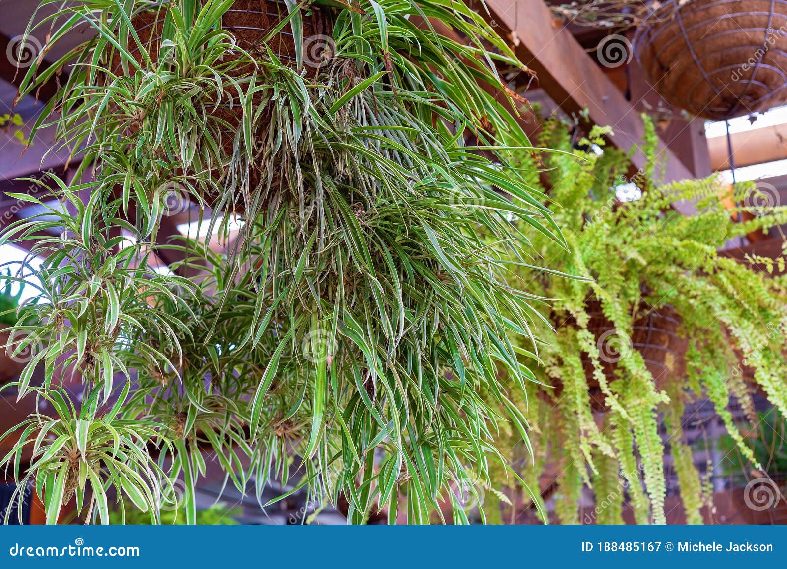 Hanging Pot Plants stock image. Image of falling, flora 188485167
