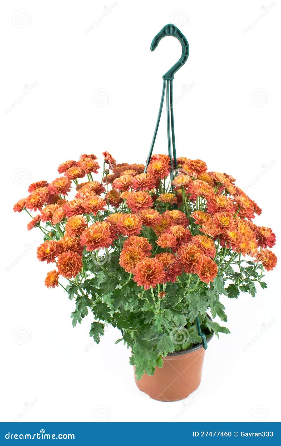 Hanging Pot with Red Chrysanthemum Flowers Stock Photo Image of leaf