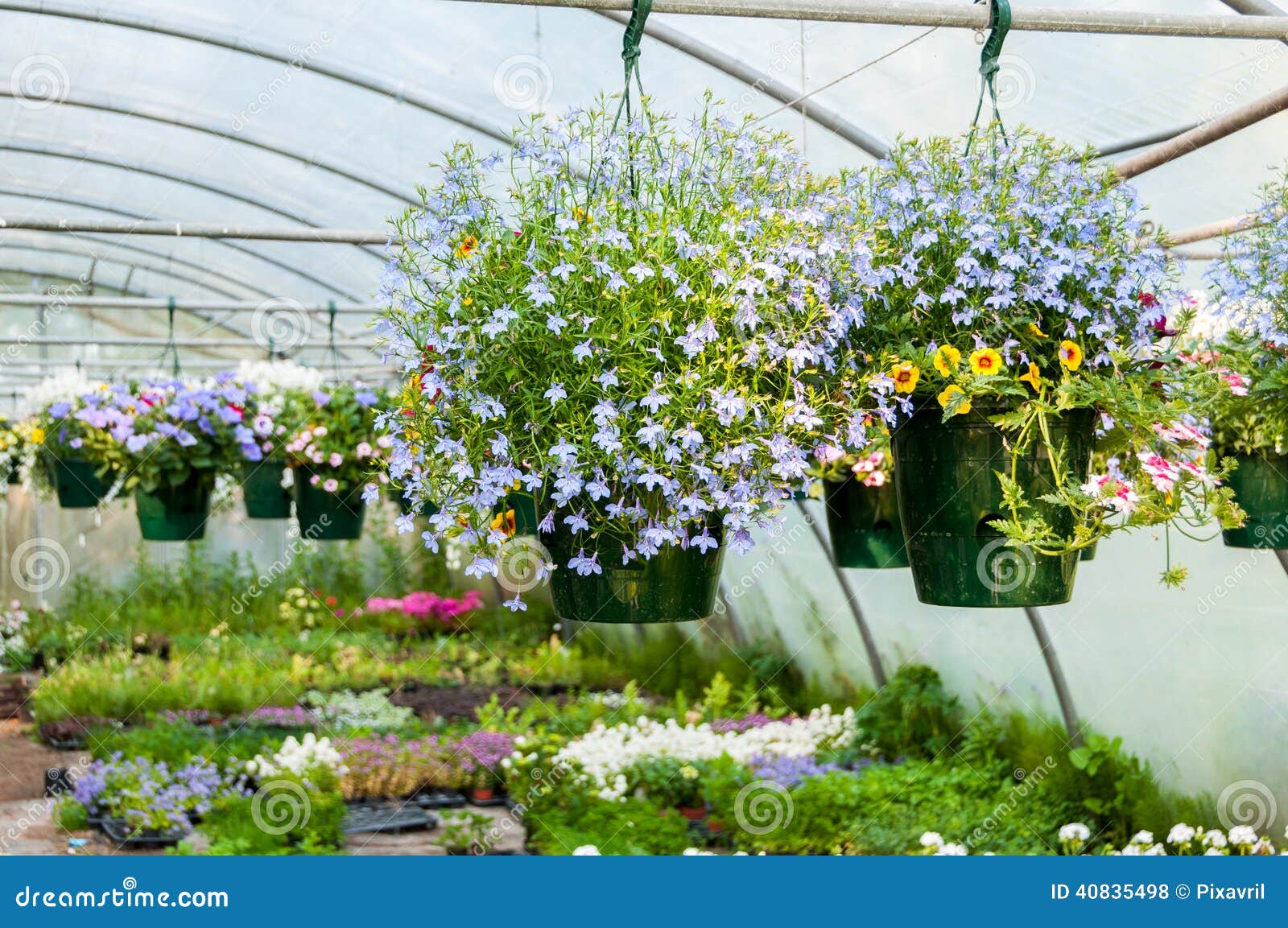 Hanging Pots of Flowers in Greenhouse Stock Photo Image of background