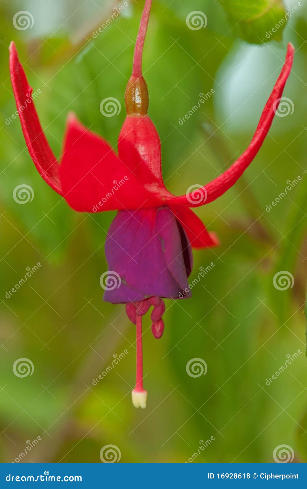 Hanging purple flower stock photo. Image of garden, hang 16928618