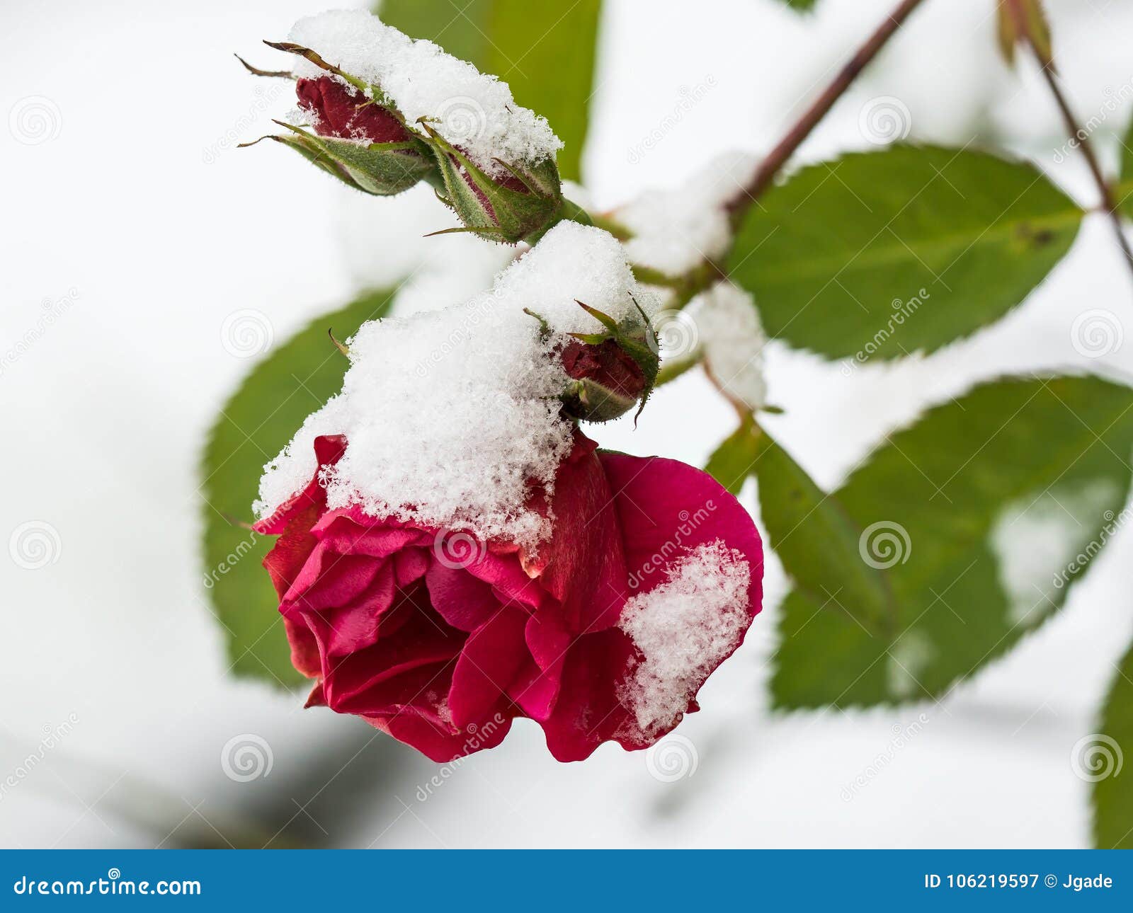 Red rose with snow stock image. Image of leaf, flower - 106219597