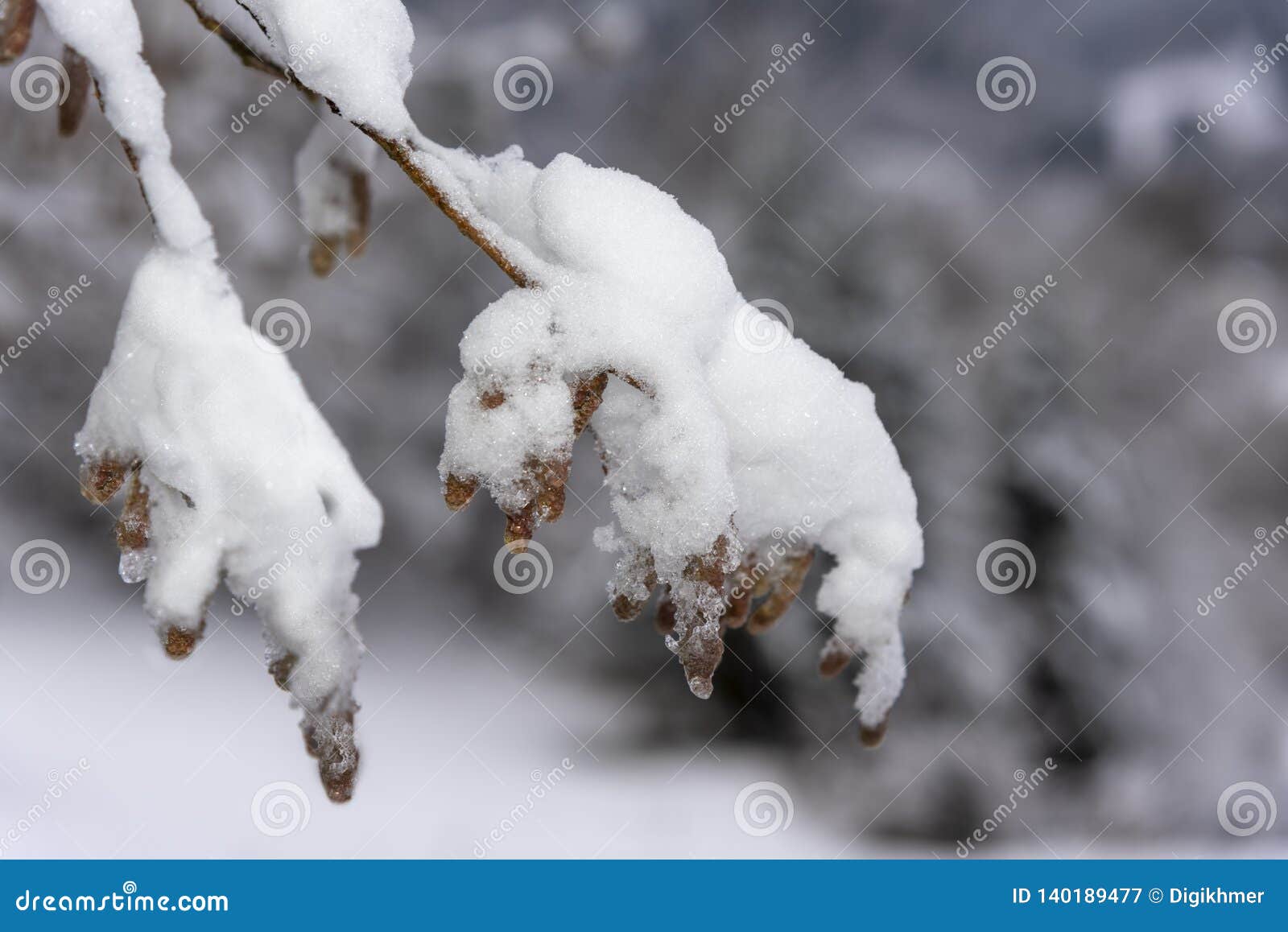 Hanging Snow on the Branches Stock Image - Image of light, glitter ...