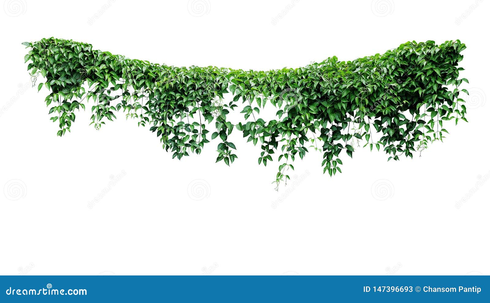 hanging vines ivy foliage jungle bush, heart d green leaves climbing plant nature backdrop  on white background with