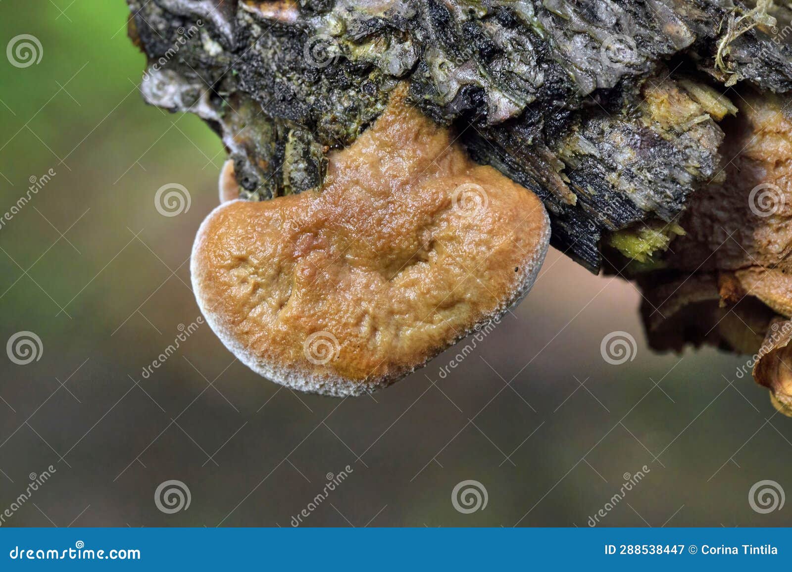 hapalopilus rutilans (also known as hapalopilus nidulans) is a species of polypore fungus in the family polyporaceae.