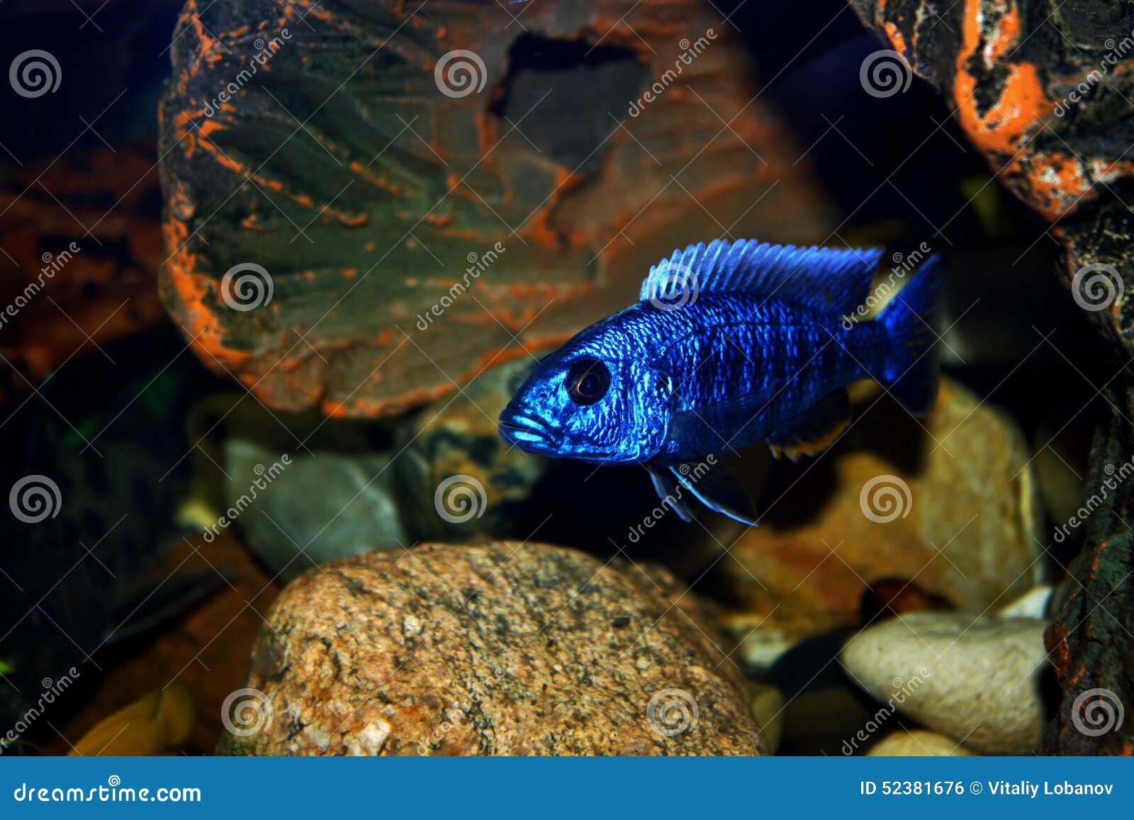 Haplochromis jacksoni stock photo. Image of colorful 52381676