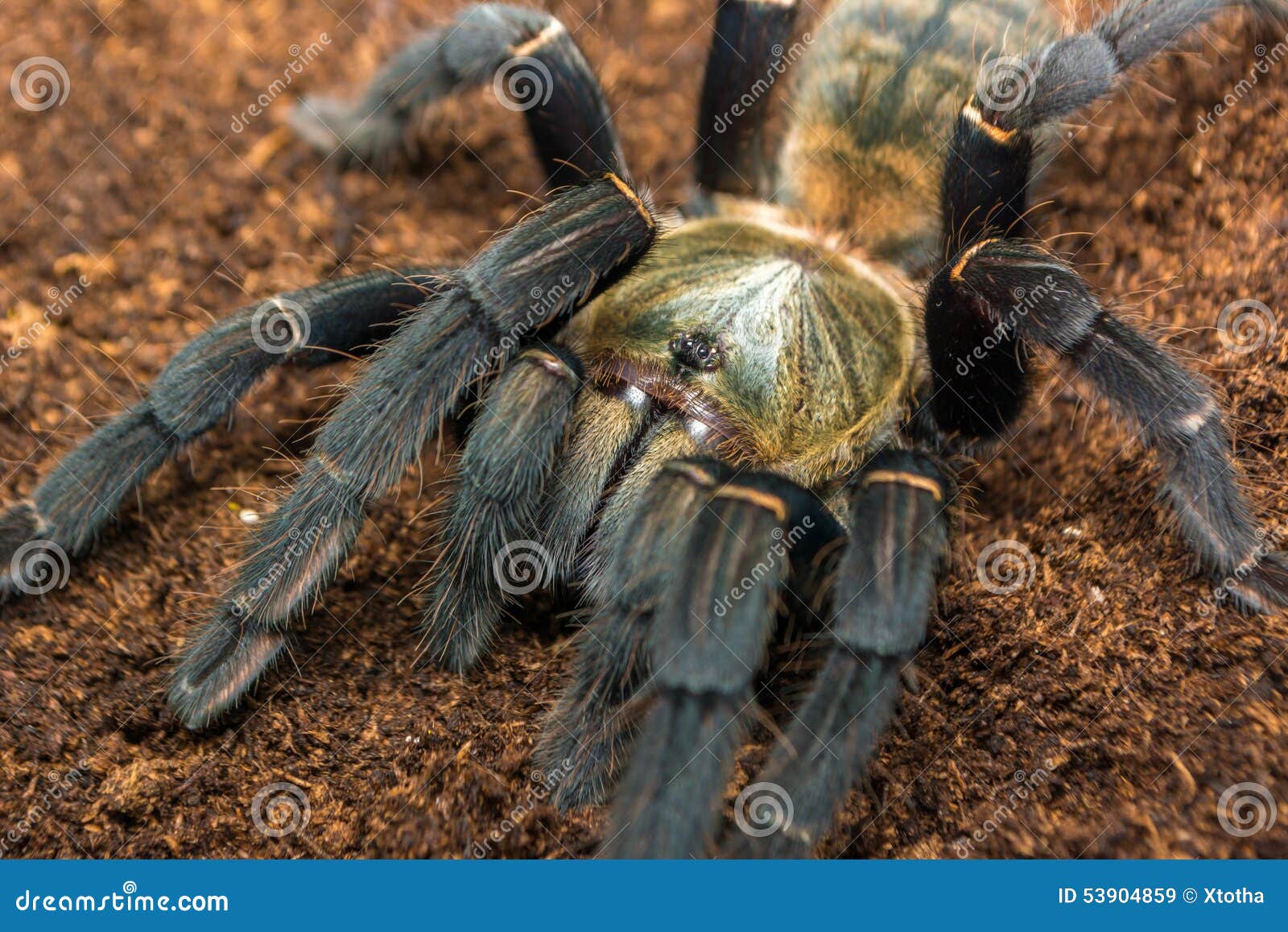 Haplopelma Hainanum Tarantula Stock Image - Image of hainan, earth ...