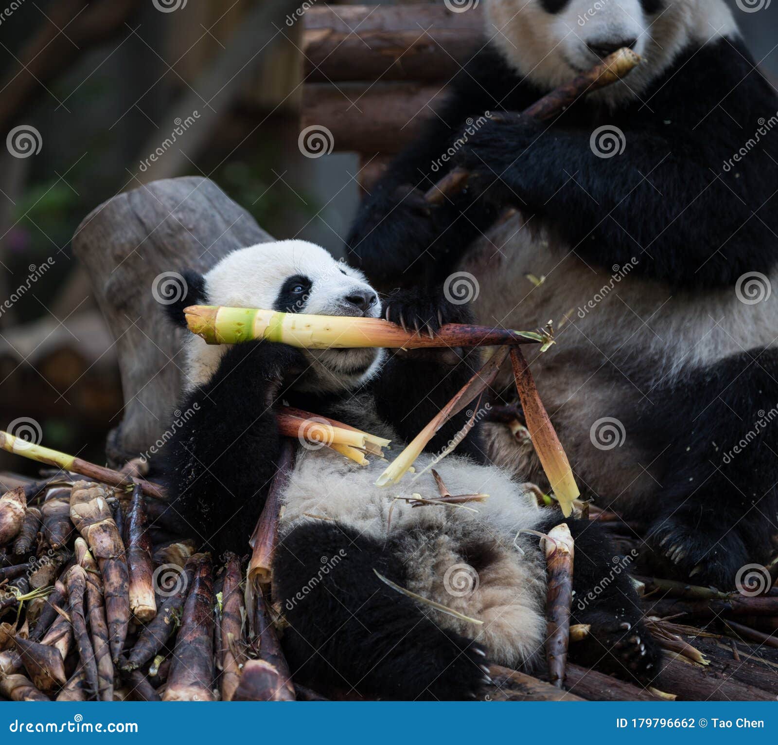 Happily eat bamboo shoots stock photo. Image of sunset 179796662