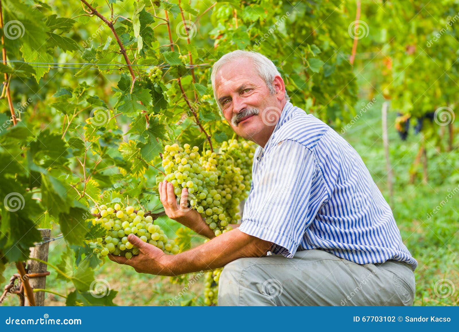 download insecticides advances in integrated pest management 2011