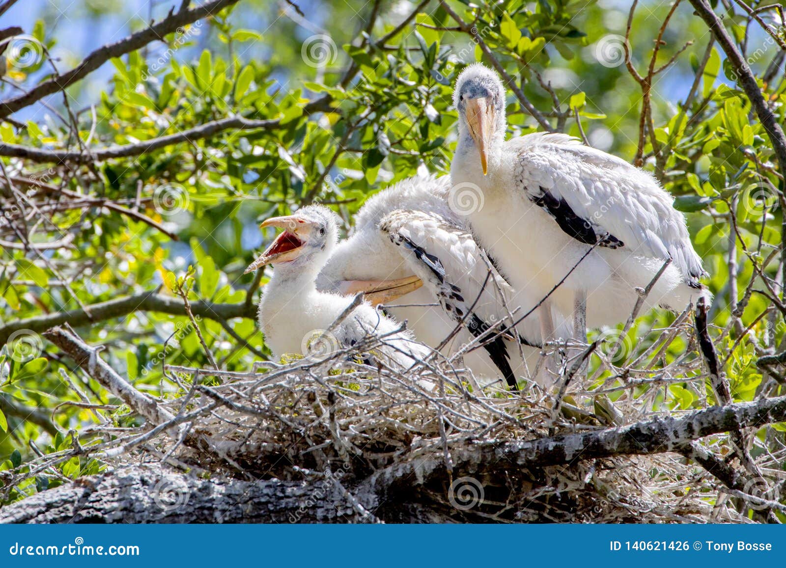 happy baby wood storks on nest