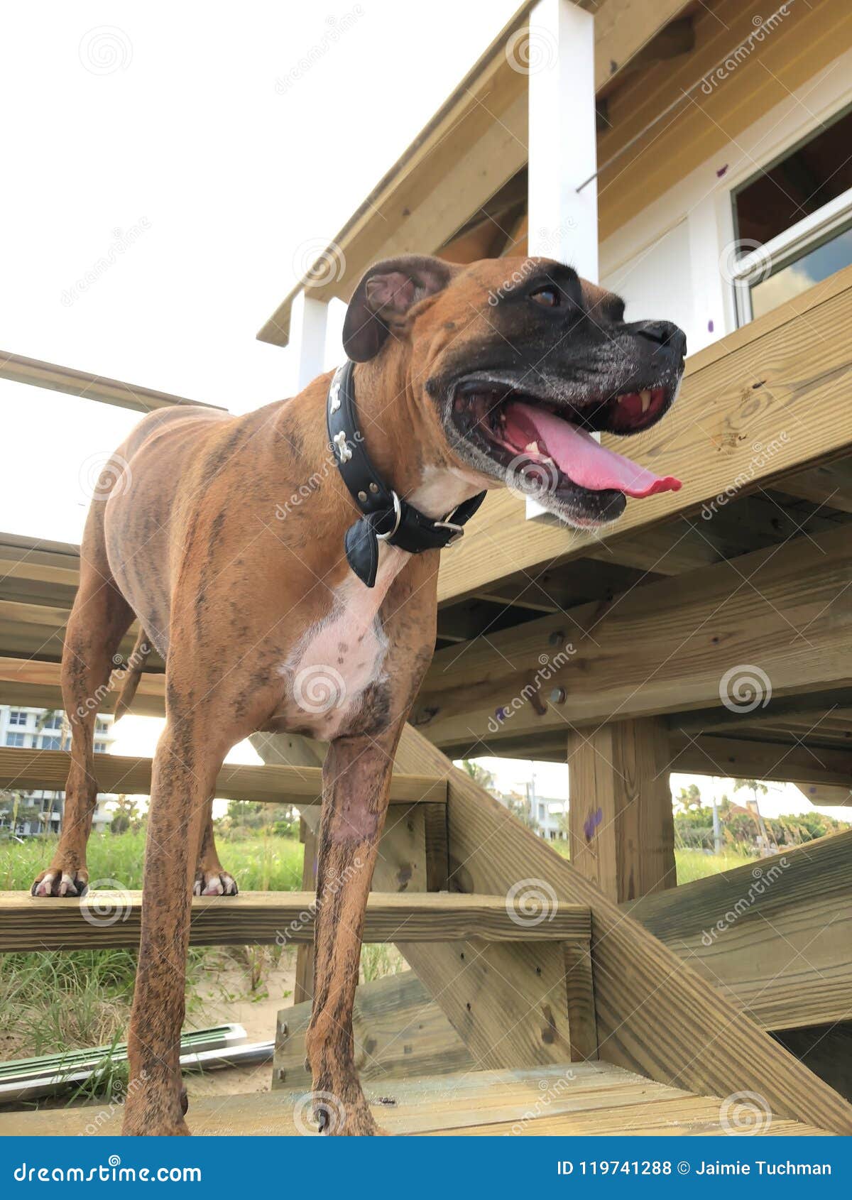 large dog stairs hampton bay large dog on the stairs at beach happy stock photo image of adventure companion 119741288 large dog stairs hampton bay large dog on the stairs at beach happy stock photo image of adventure companion 119741288