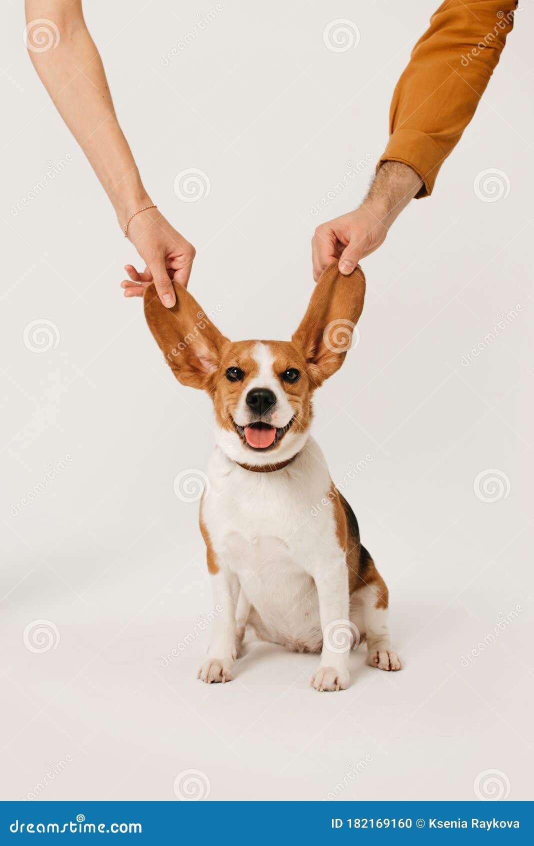 Happy Beagle Dog Posing With Ears In The Air On White Background Stock Photo Image of human