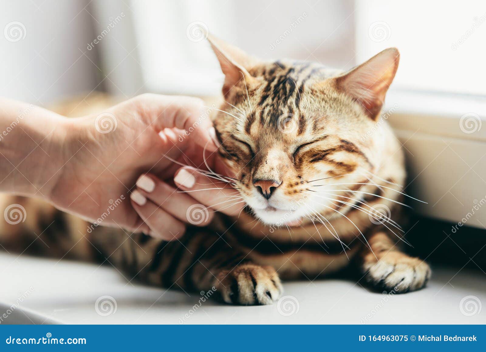 happy bengal cat loves being stroked by woman`s hand