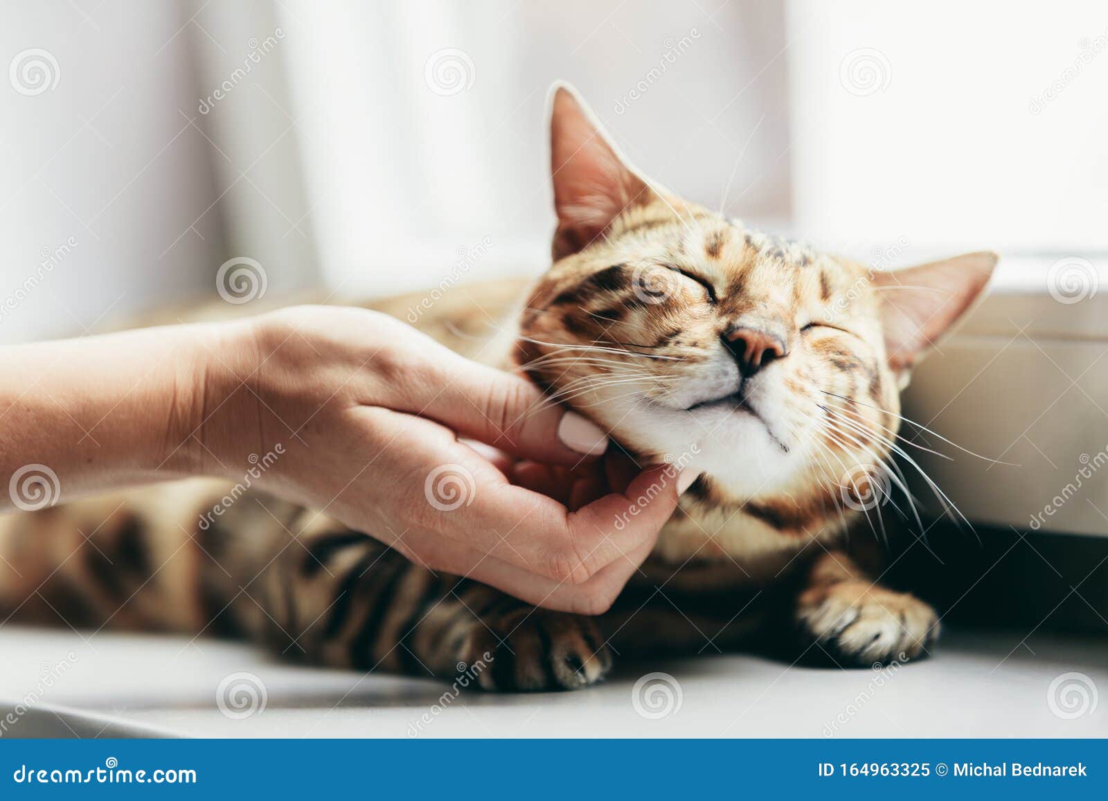 happy bengal cat loves being stroked by woman`s hand