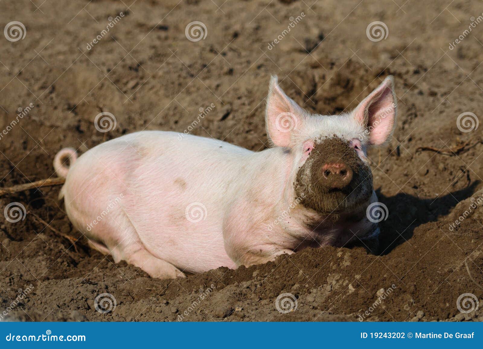 happy biological pig