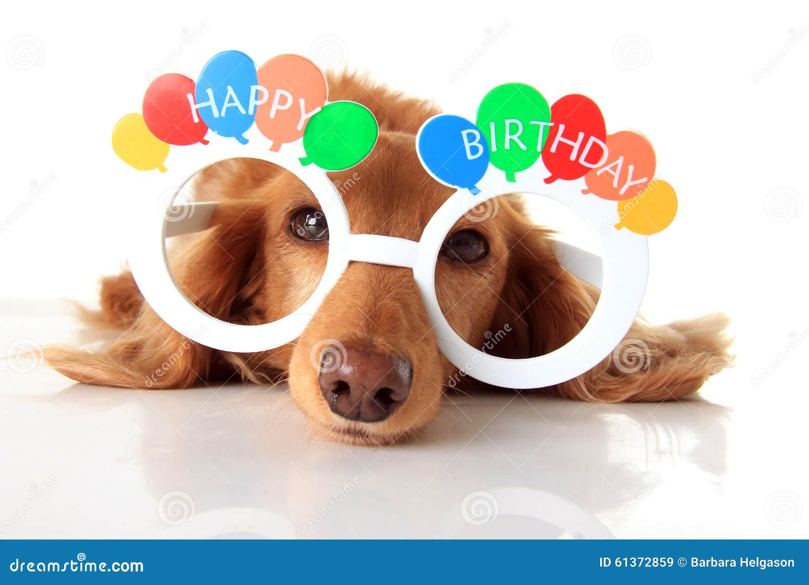 14,734 Birthday Dog Stock Photos - Free & Royalty-Free Stock Photos from Dreamstime 14,734 Birthday Dog Stock Photos - Free & Royalty-Free Stock Photos from Dreamstime