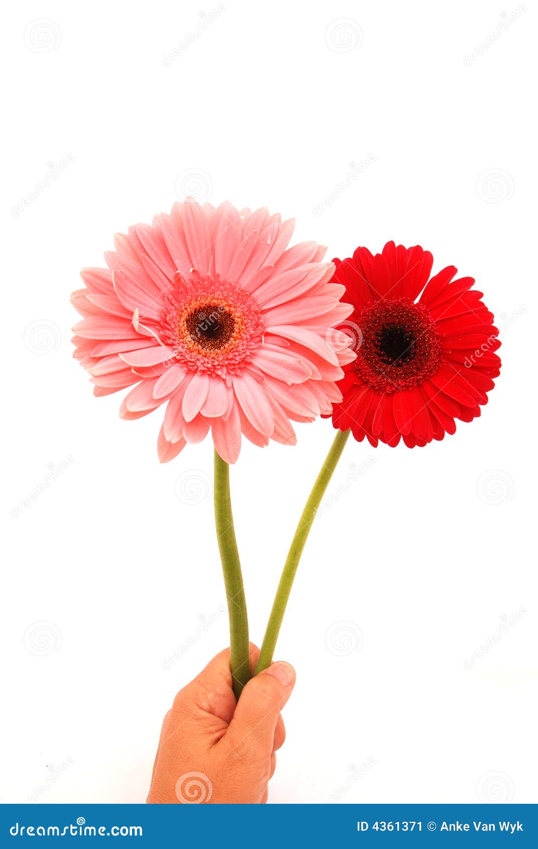 Happy Birthday Flowers Hand Stock Image - Image of flowering ...