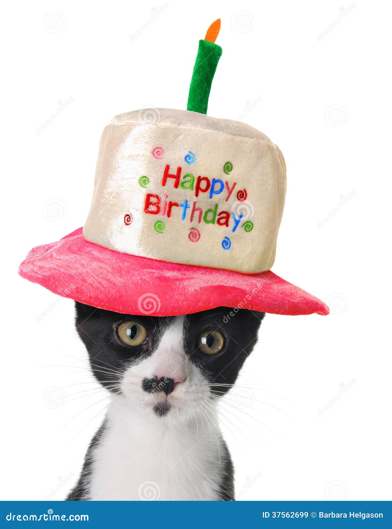 Happy Birthday kitten stock image. Image of feline, funny - 37562699