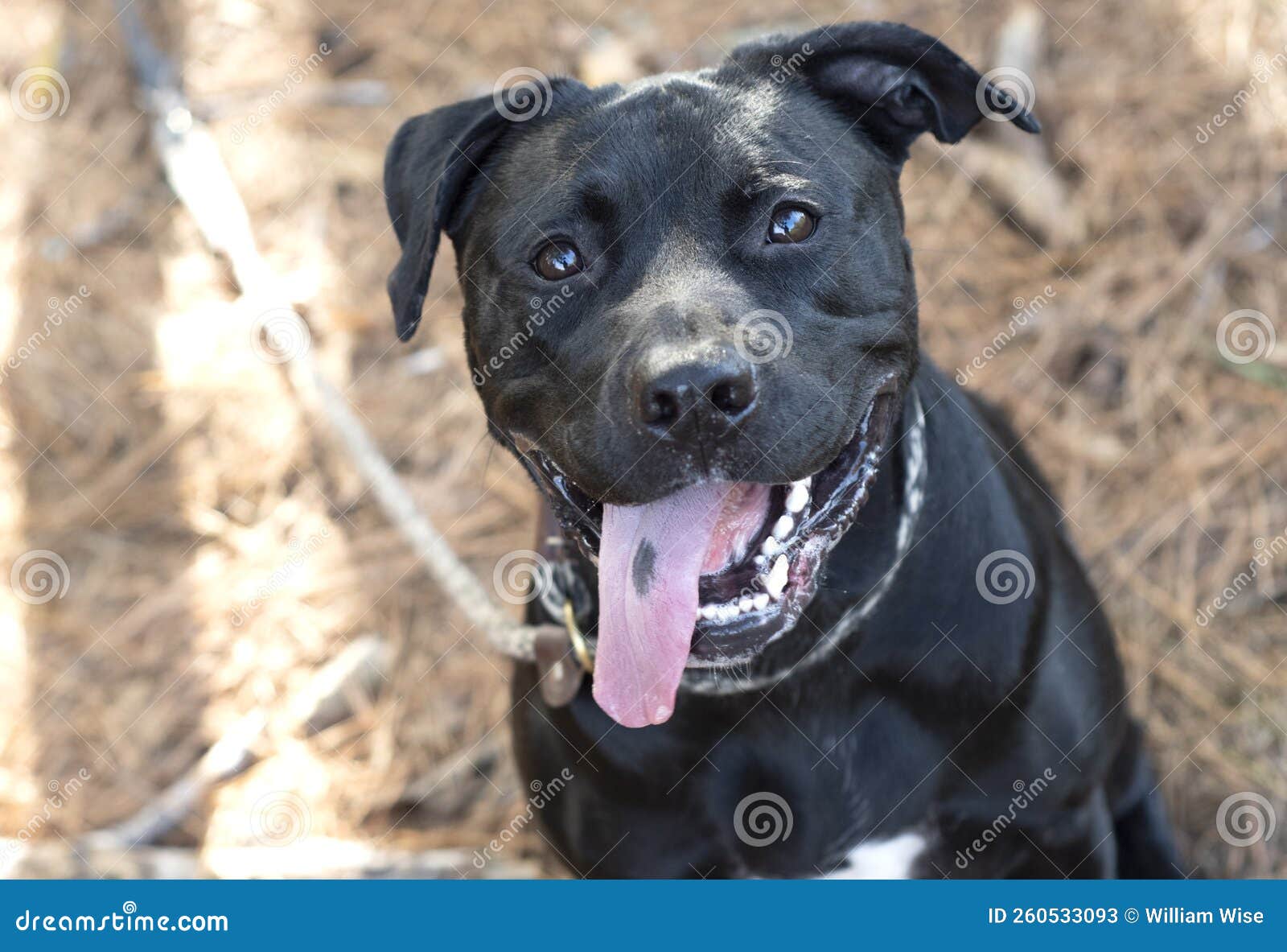 Happy Black Labrador and Rottweiler Mix Dog Panting Tongue Stock Image