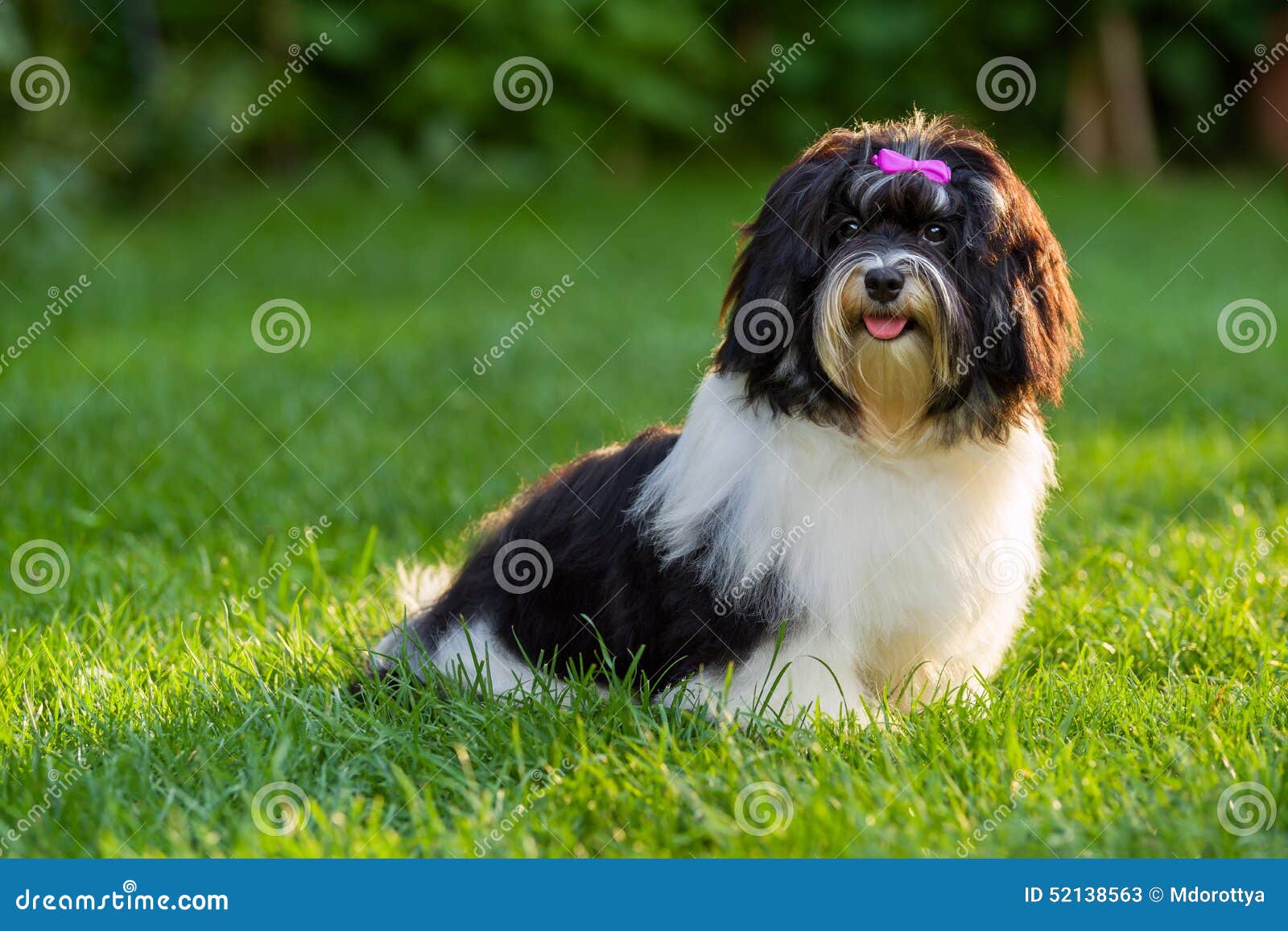 Happy Black and White Havanese Puppy Dog is Sitting in the Grass Stock