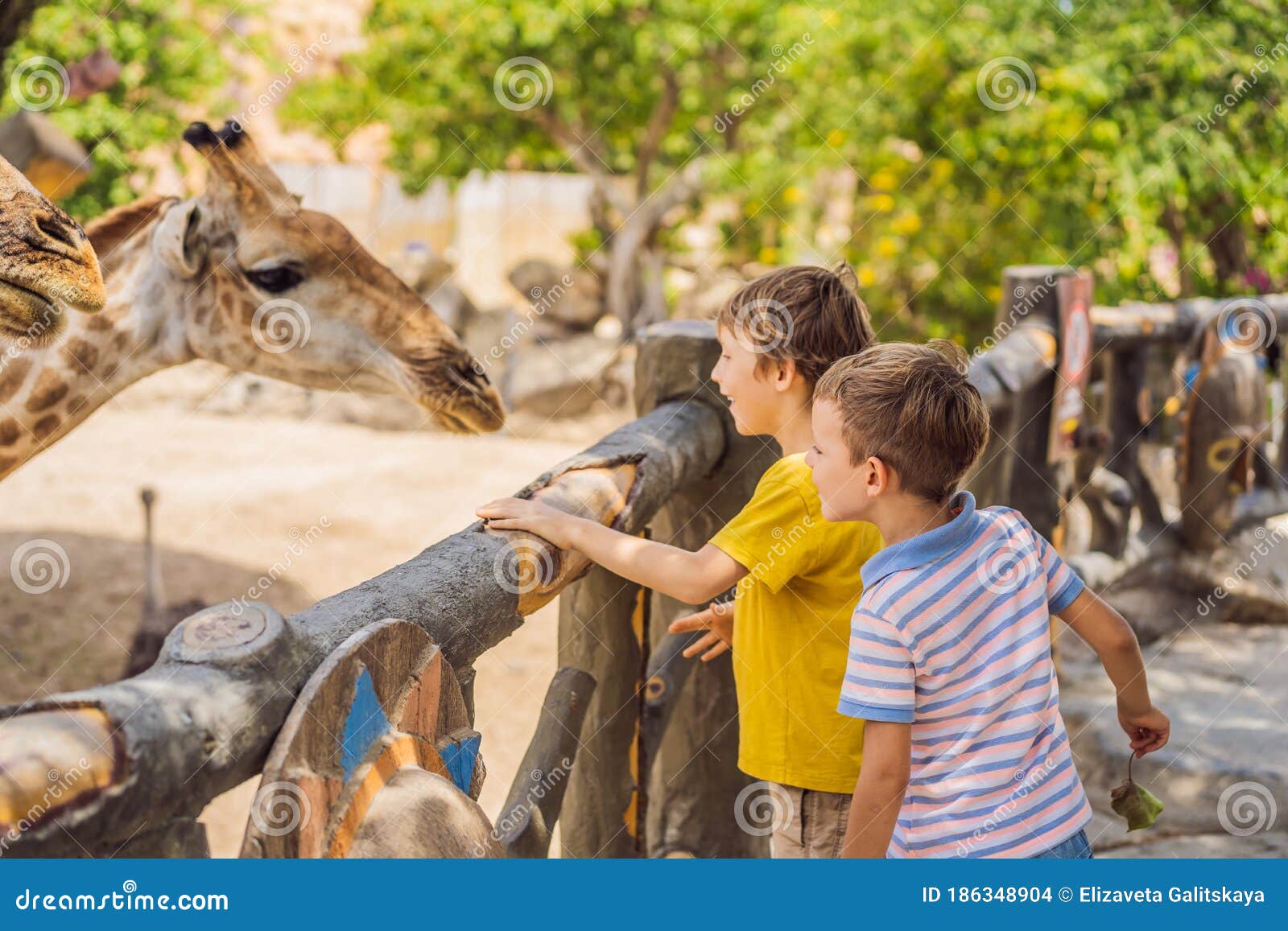 Happy Boys Watching and Feeding Giraffe in Zoo. they Having Fun with Animals  Safari Park on Warm Summer Day Stock Photo - Image of africa, happiness:  186348904
