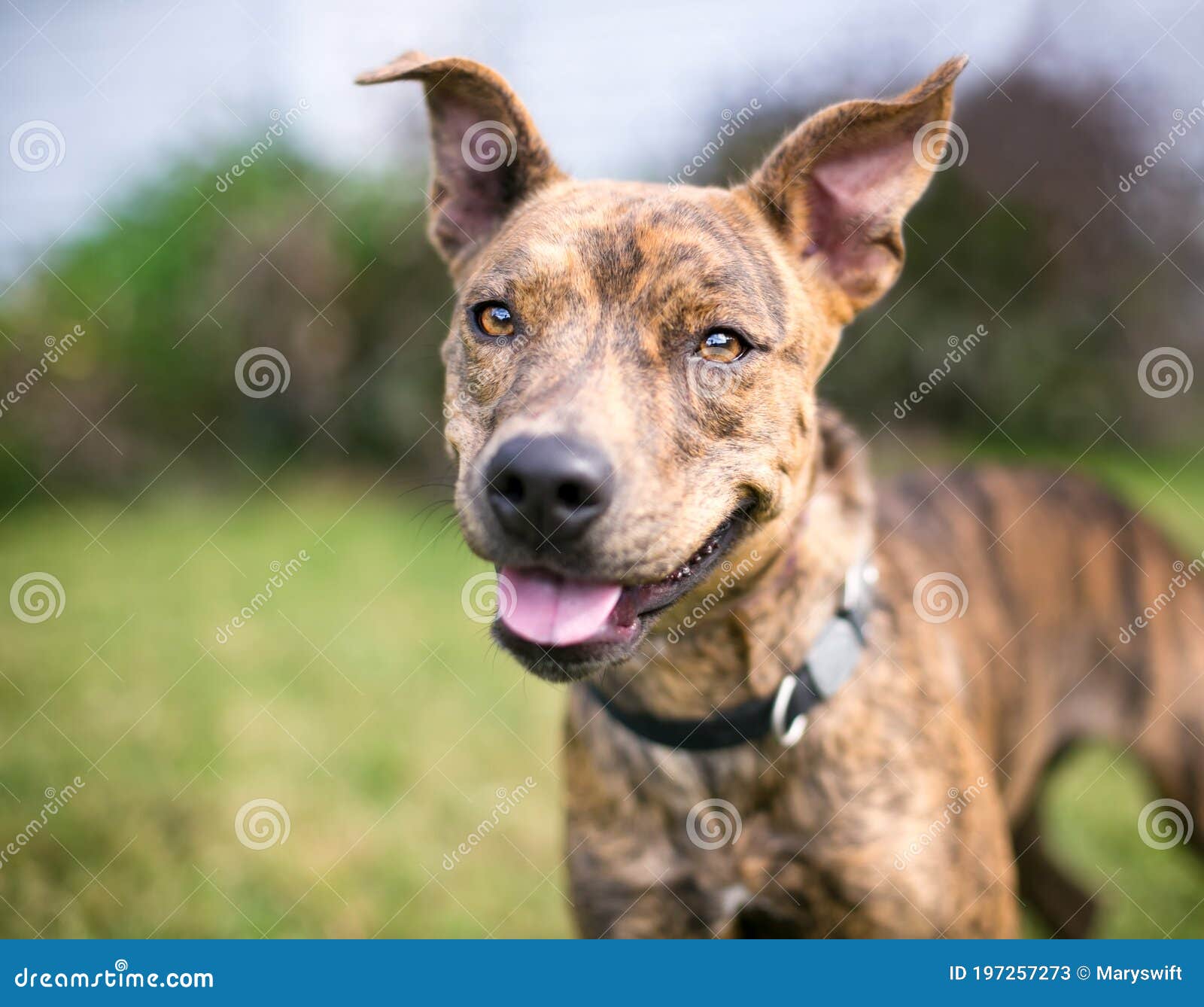 A Happy Brindle Mixed Breed Dog with Large Floppy Ears Stock Image