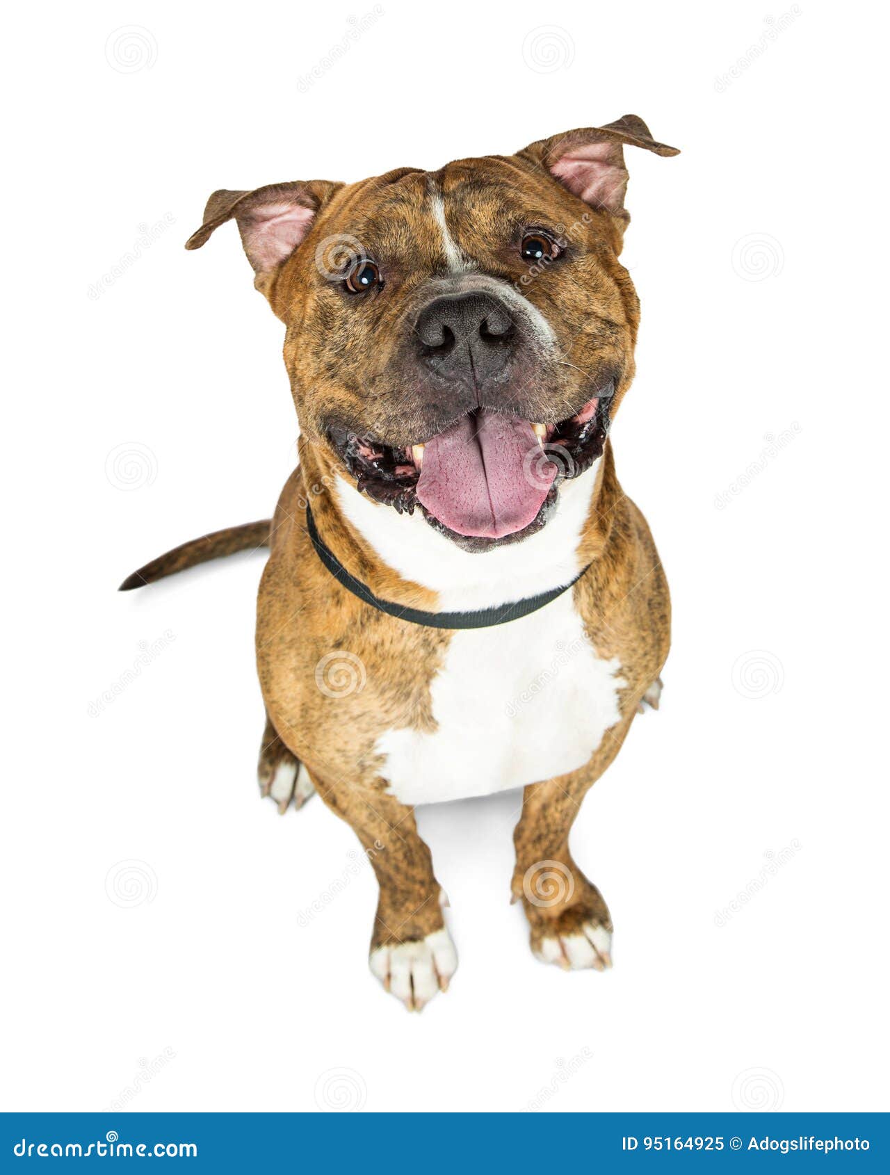 happy brown brindle pit bull dog looking up