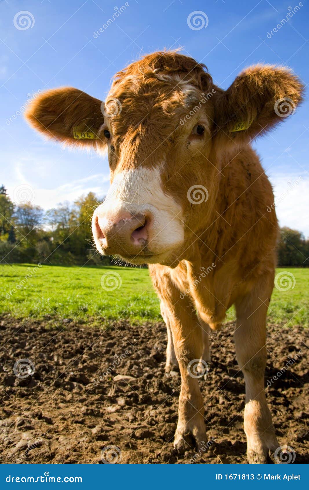 Happy Calf stock image. Image of bern, curious, rancher 1671813