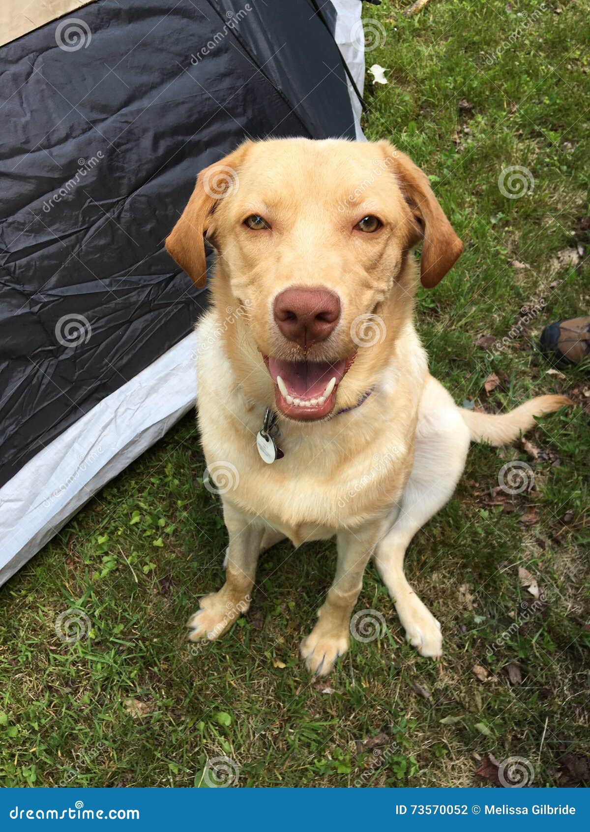 happy camper dog