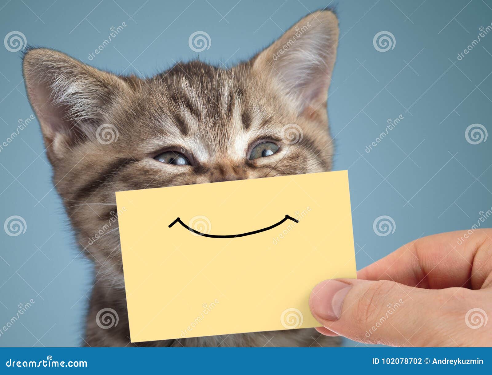 happy cat closeup portrait with funny smile on cardboard