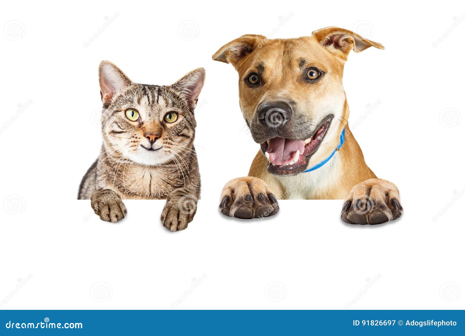 happy cat and dog over white banner