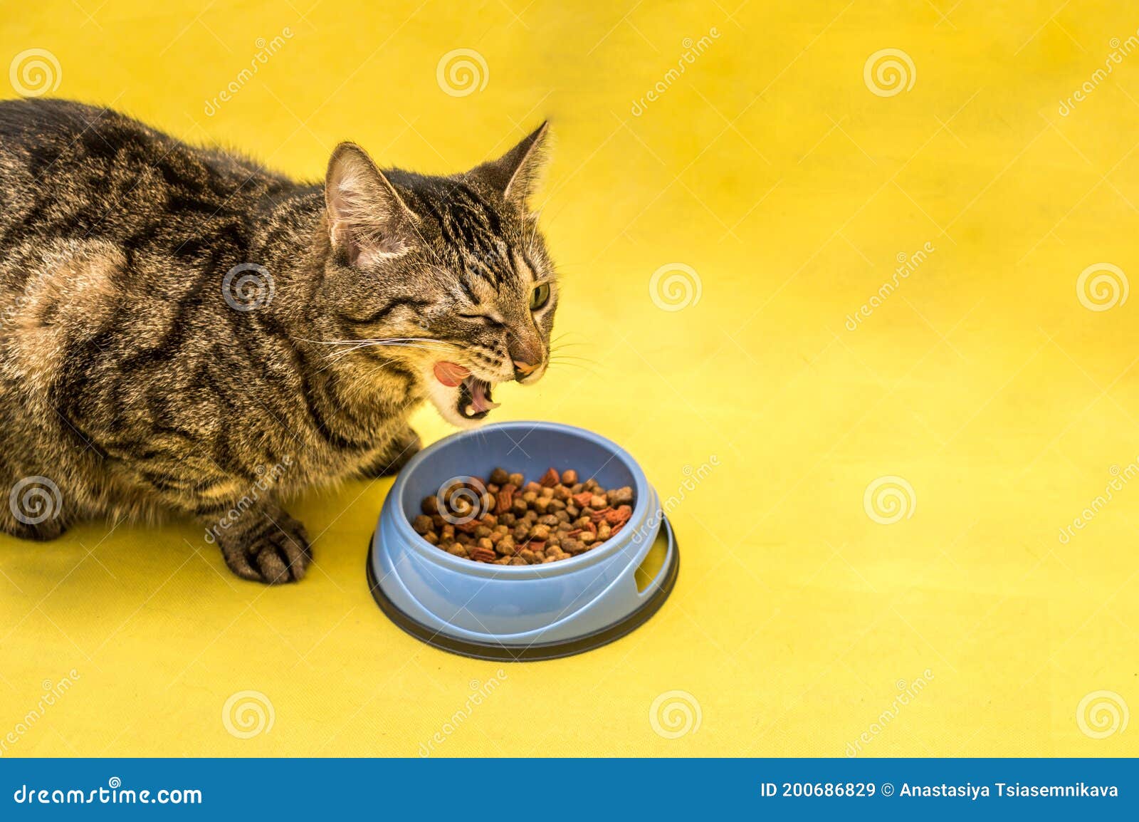 Happy Cat Eats with Great Appetite. Cat Food Concept Stock Image