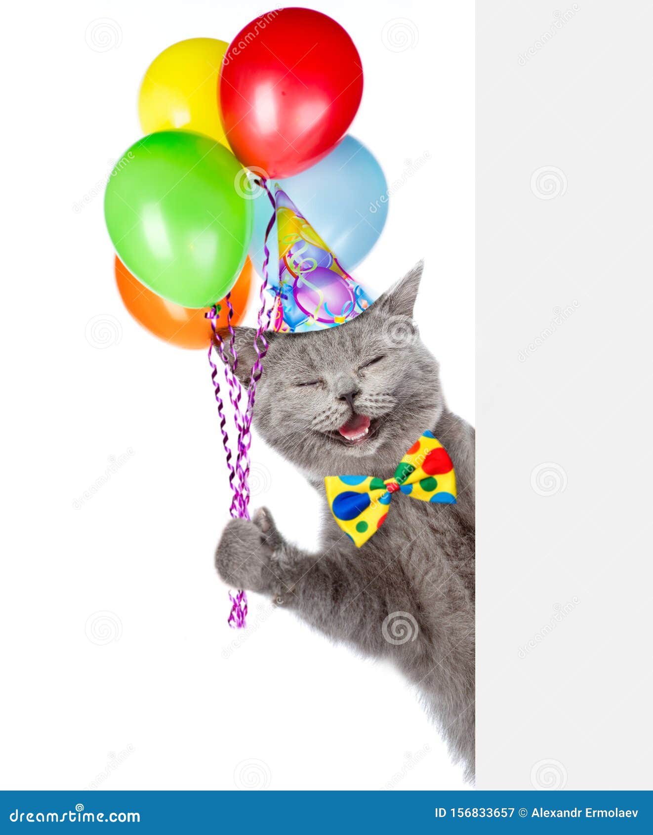 Happy Cat In Verjaardagskat Met Ballonnen En Spieken Van Achter Leeg Bord Geïsoleerd Op Witte Achtergrond Stock Afbeelding - Image Of Uitziend, Grappig: 156833657