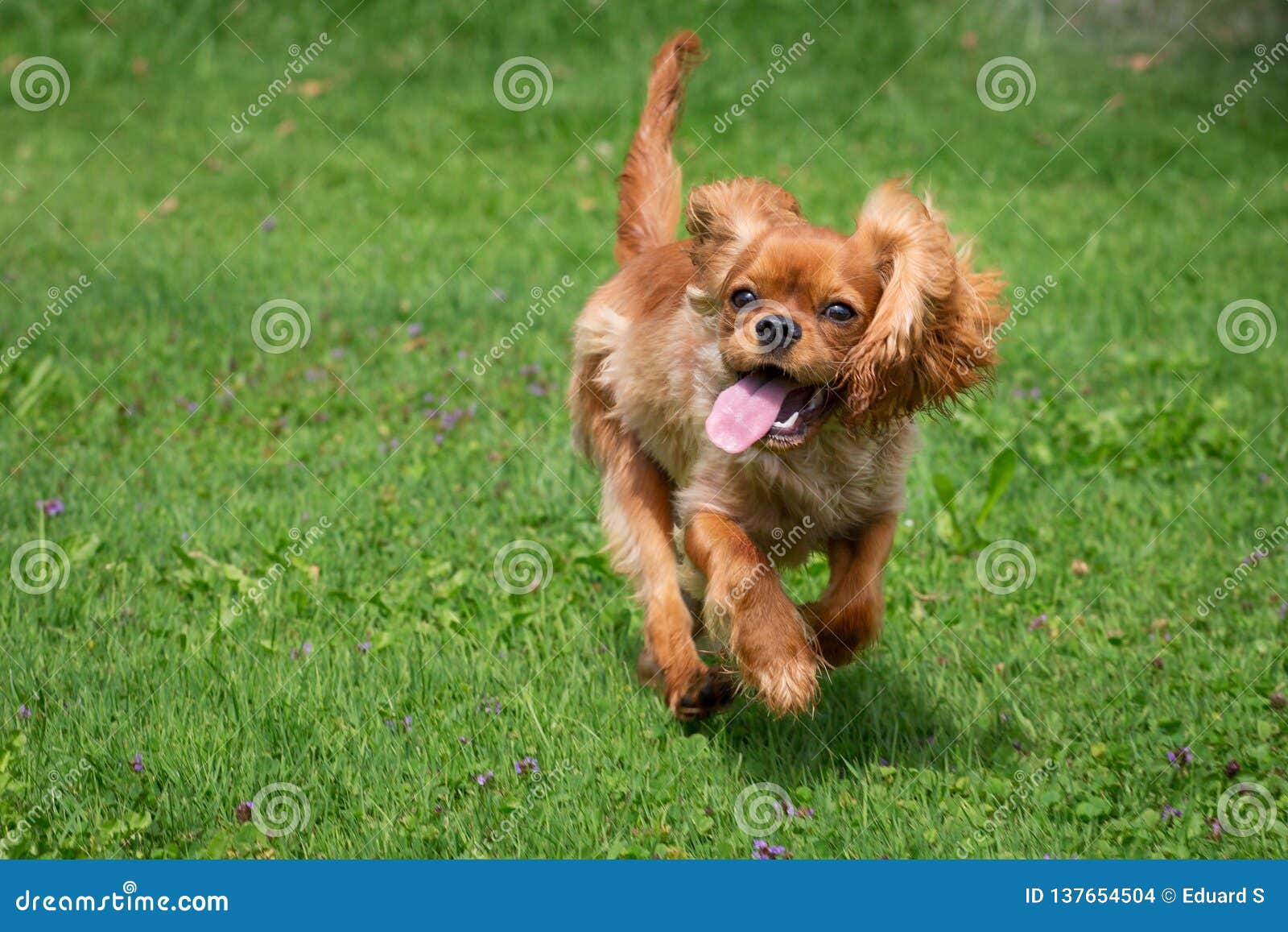free cavalier king charles spaniel puppies