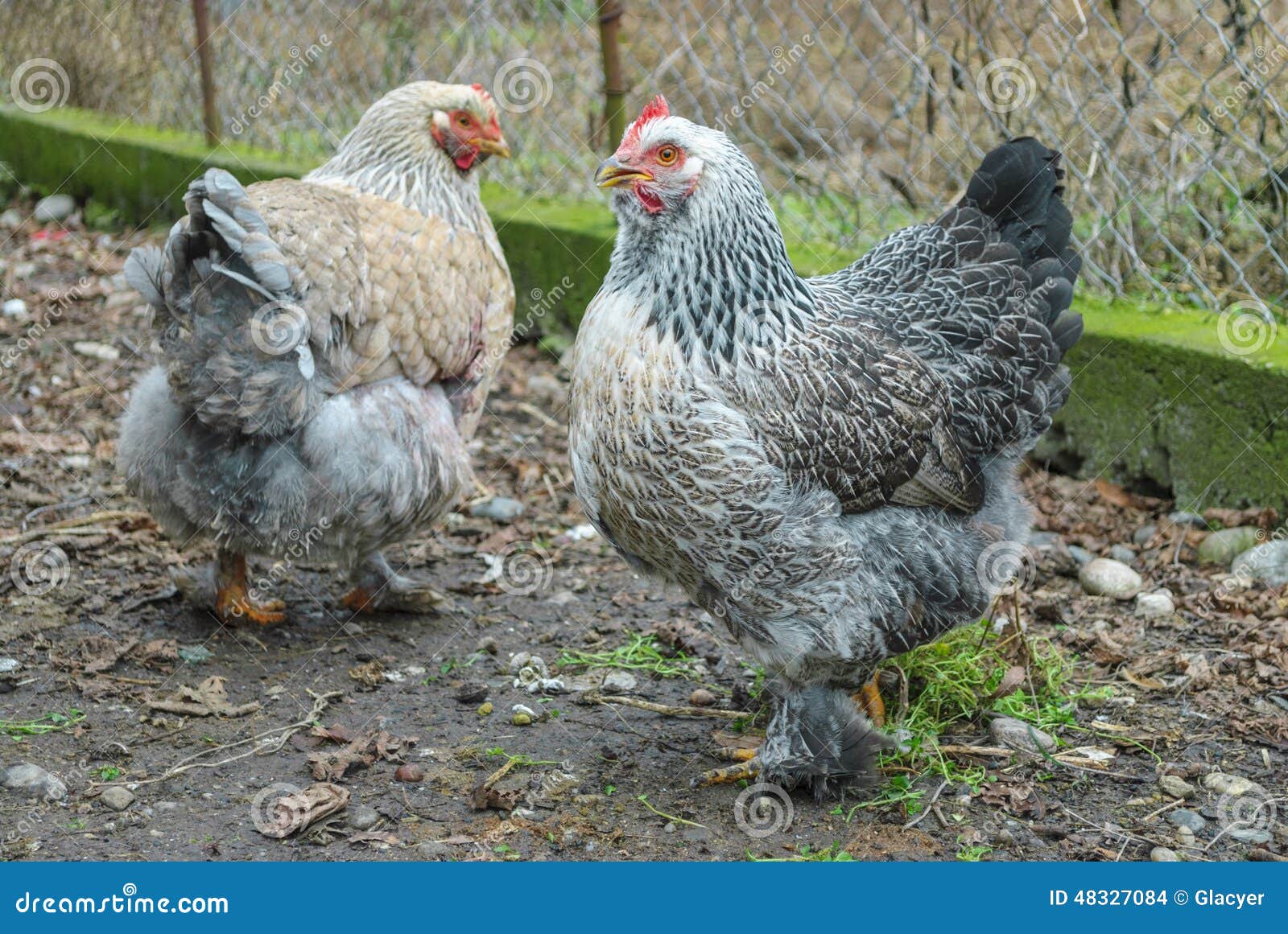 Farm chickens stock photo. Image of countryside, avian - 48327084